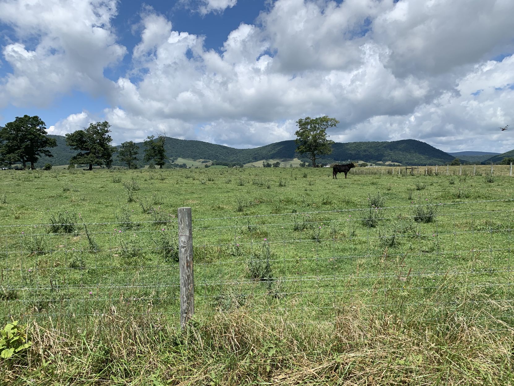 FARM3 burke's garden .jpg